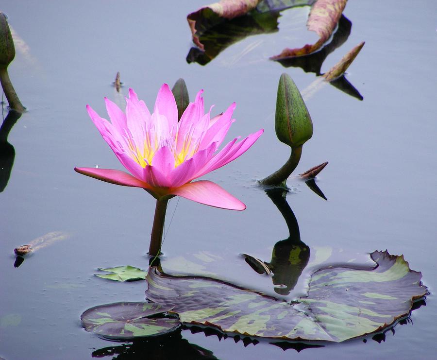 Purple Waterlily with Pod Photograph by Margie Avellino