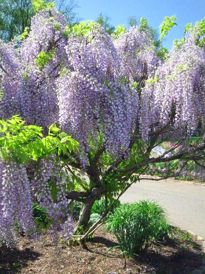 Purple Weeping Willow Photograph by Wanderbird Photographi LLC