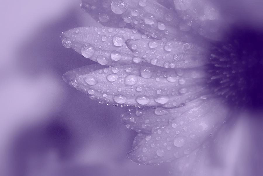 Flowers Still Life Photograph - Purple wet petals  by April Cook