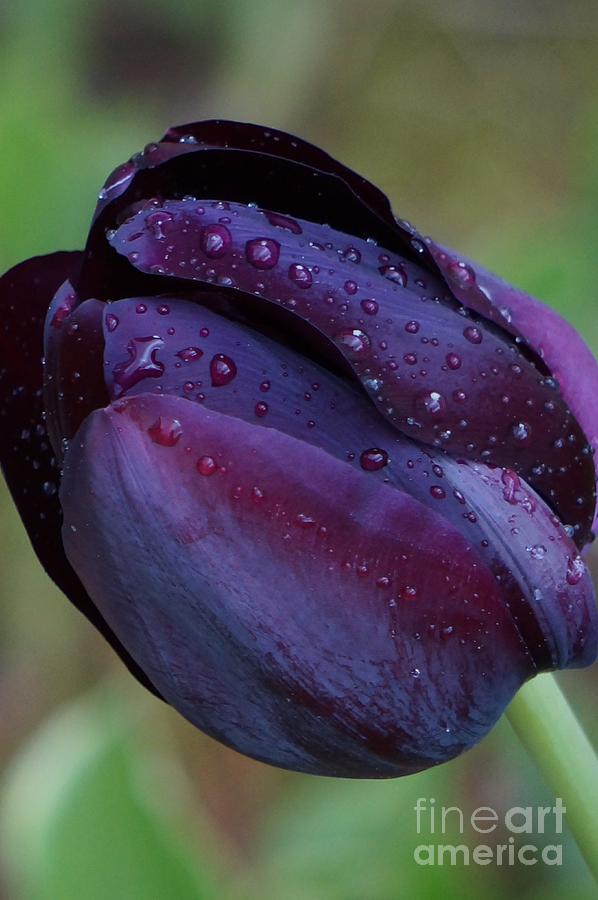 Purple Wet Tulip Photograph by Maxine Billings