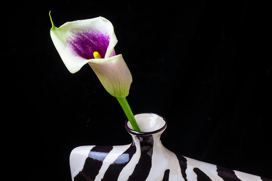 Purple White Calla In Vase Photograph by Garry Gay