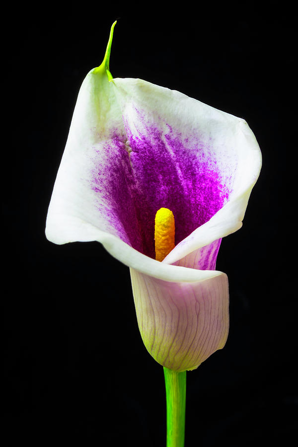 Purple White Calla Lily Photograph by Garry Gay