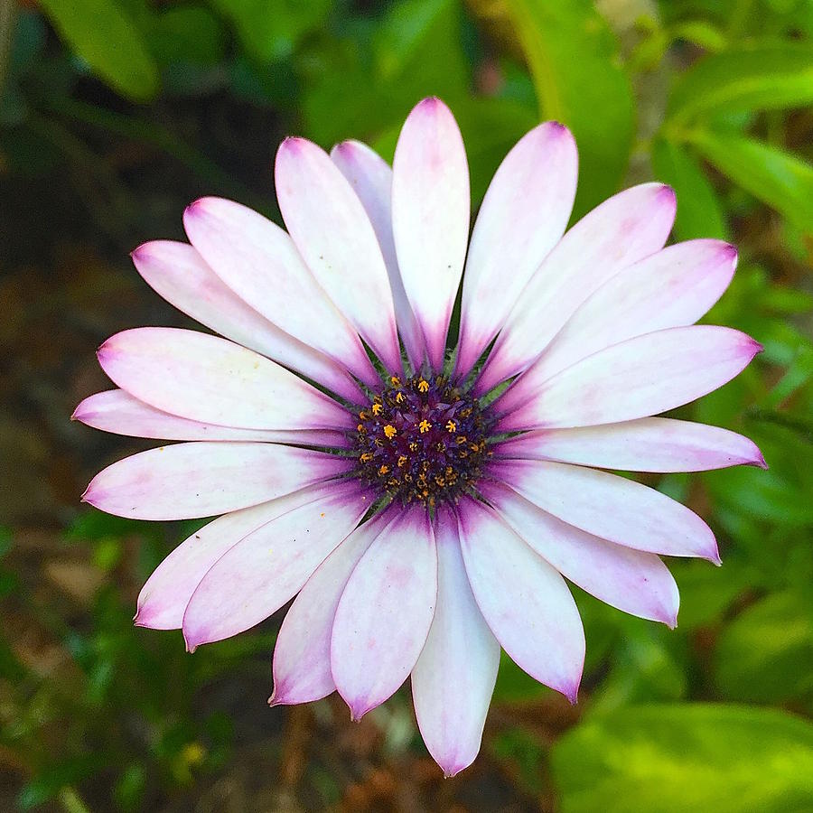 Purple White daisy Photograph by Wonju Hulse