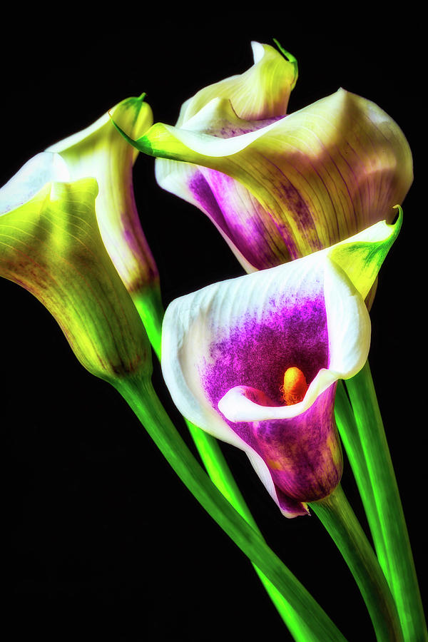 Purple White Glowing Calla Lilies Photograph by Garry Gay