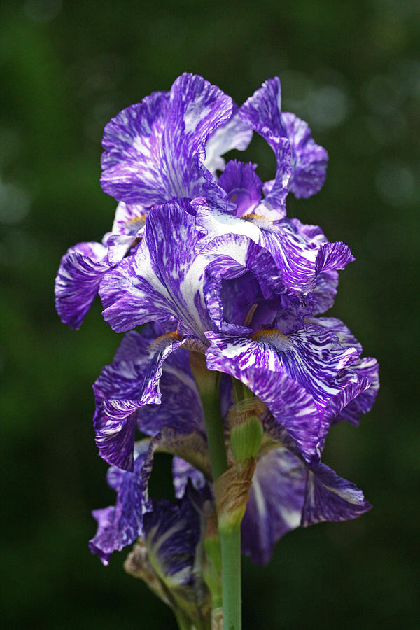 Purple White Iris Photograph by Don Ziegler
