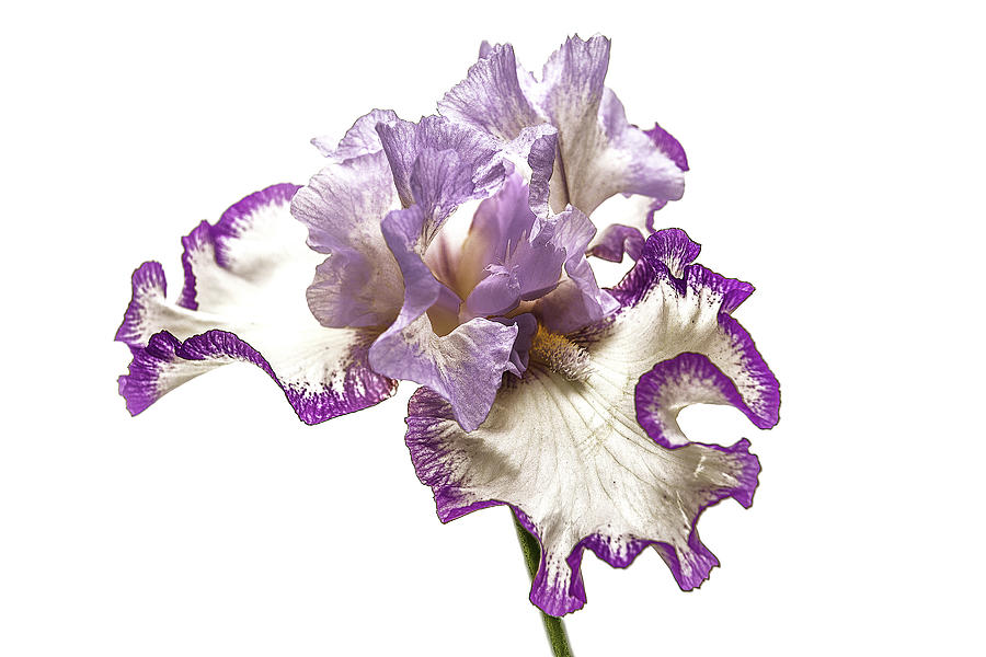 Purple White Iris Photograph by Scott Cordell