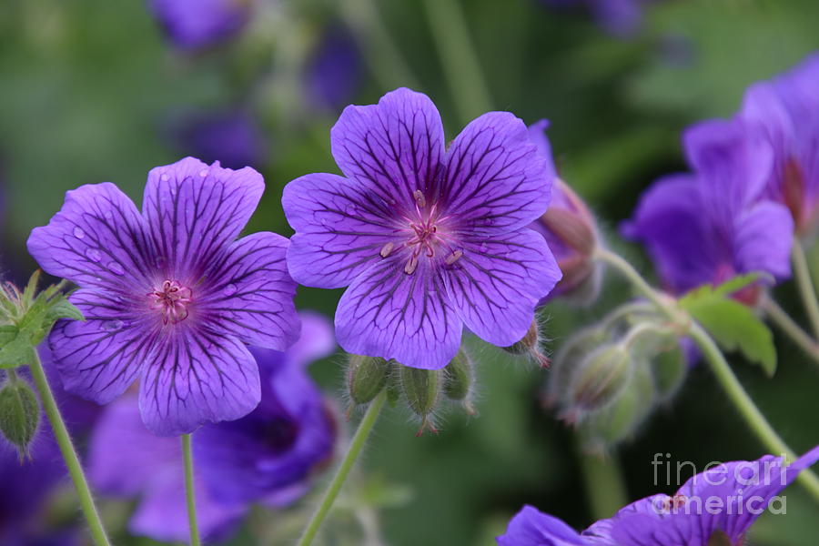 Purple Wild Flowers from Alaska Photograph by Marisa Meisters