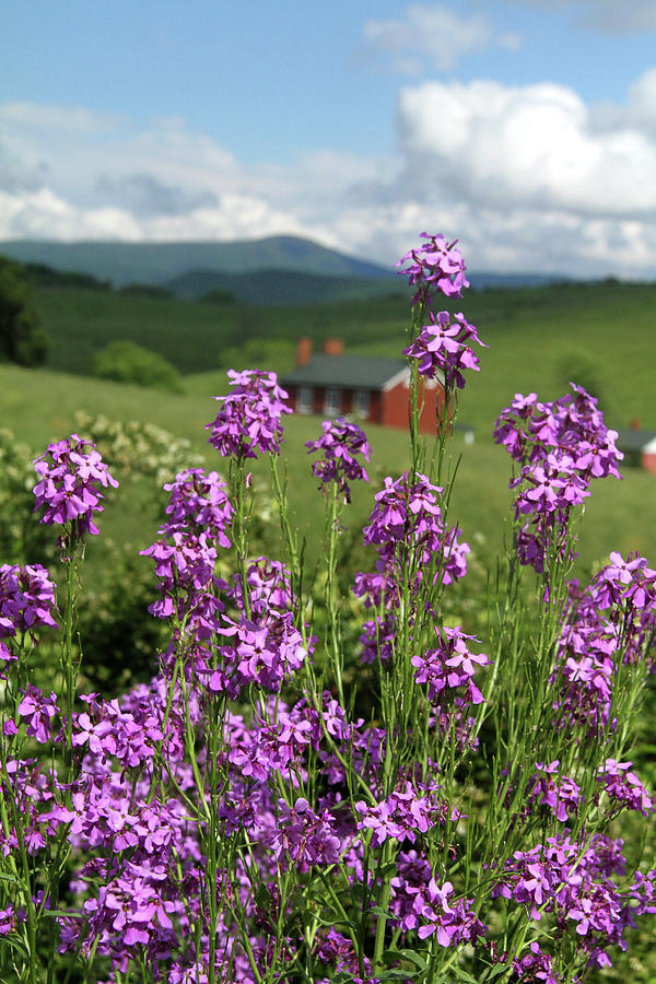 Purple wild flowers on field Photograph by Emanuel Tanjala