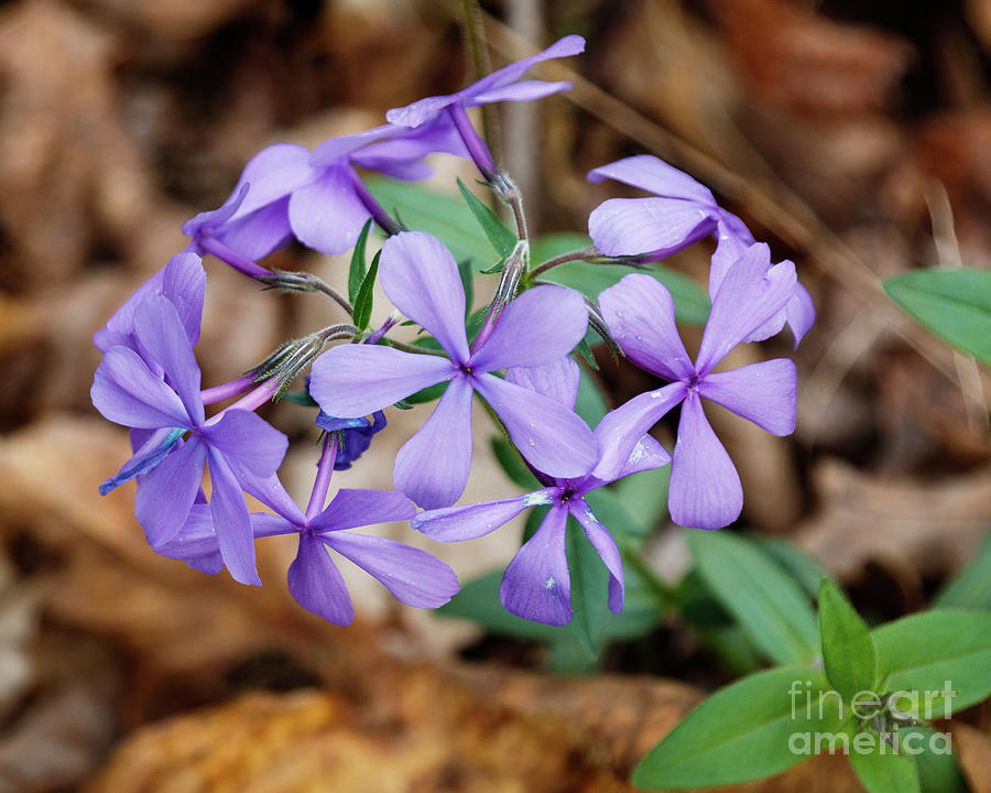 Purple Wild Flowers Photograph By Terri Morris