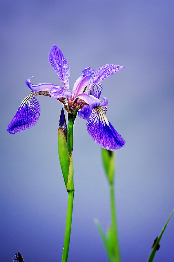 Purple Wild Iris Print Photograph by Gwen Gibson