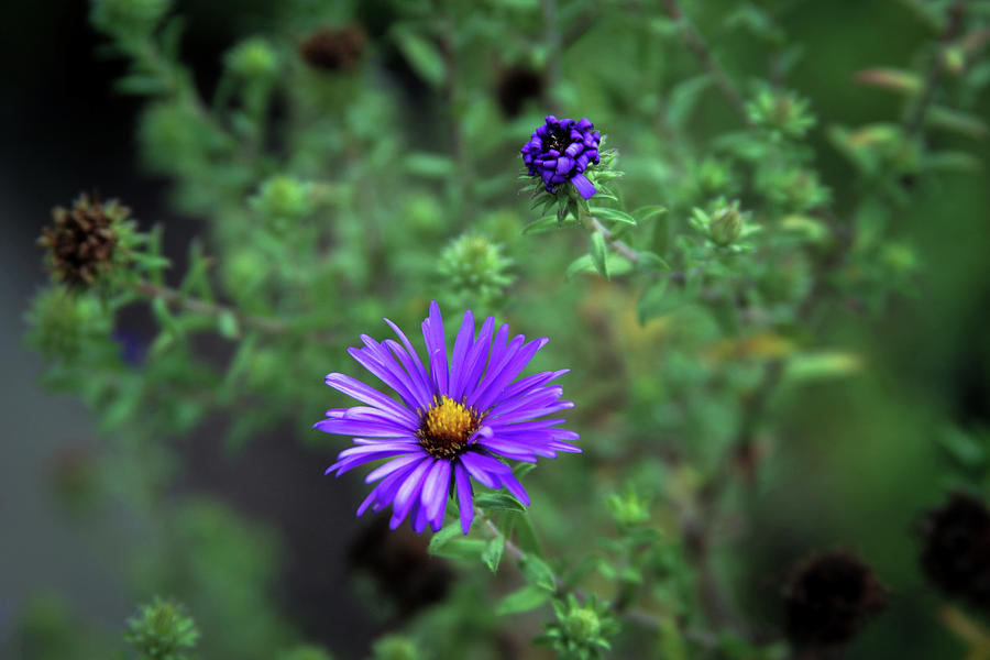 Purple Wildflower 4067 H_2 Photograph by Steven Ward