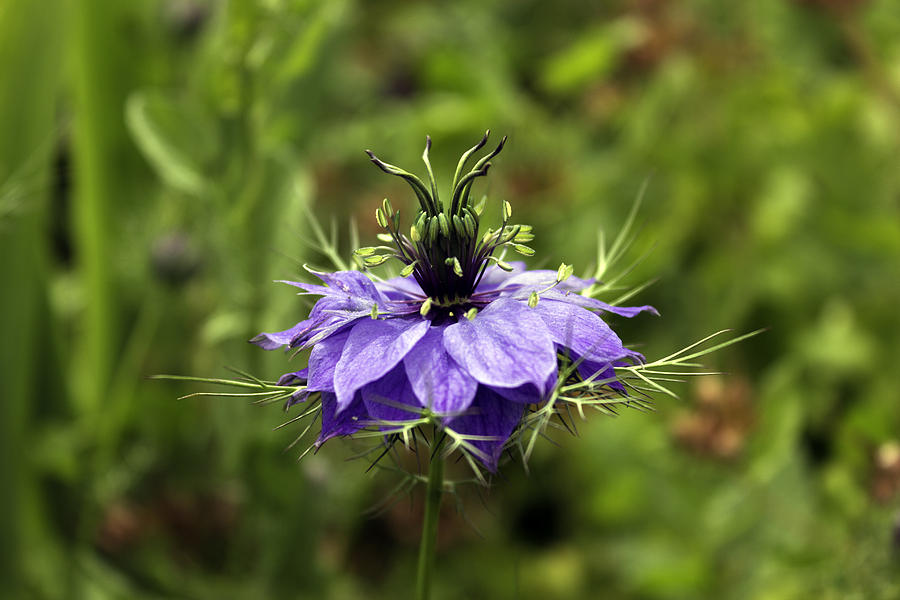Purple Wildflower Photograph
