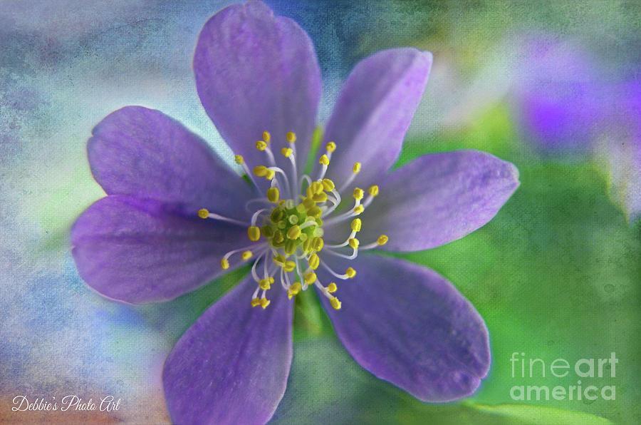 Purple Wildflower Photograph by Debbie Portwood