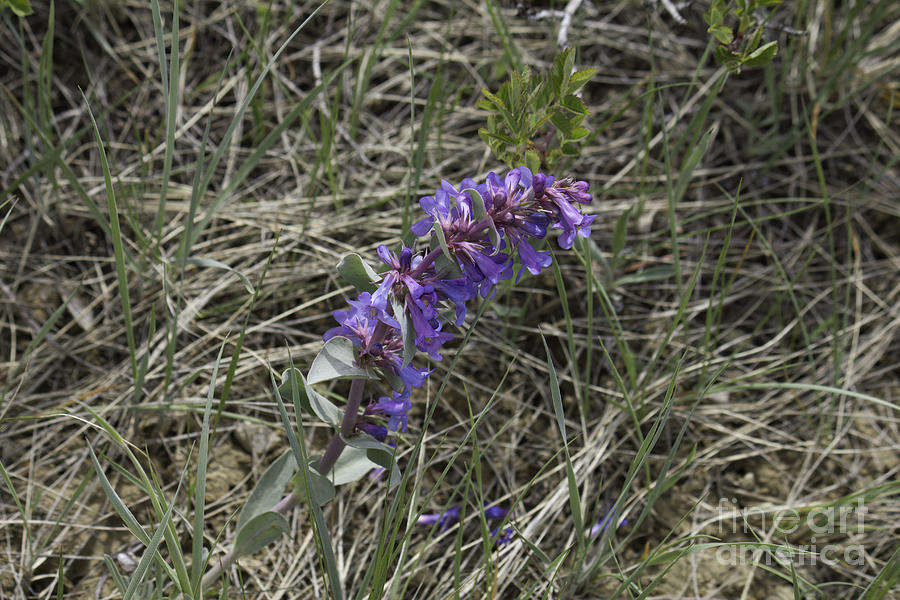 Purple Wildflower Photograph by Donna L Munro