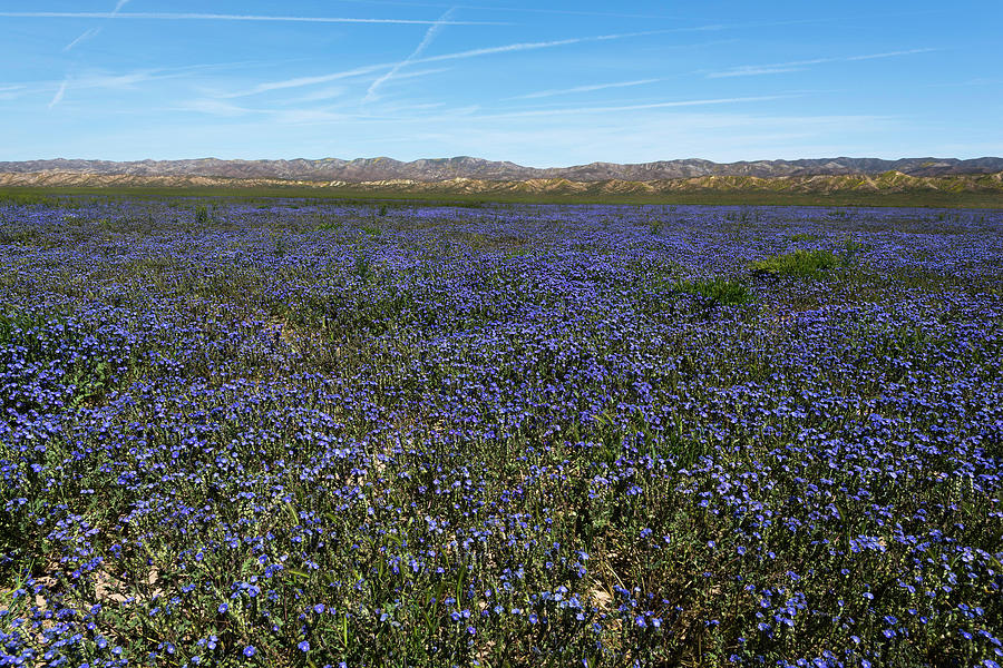 Purple Wildflower Field Photograph by Scott Cunningham