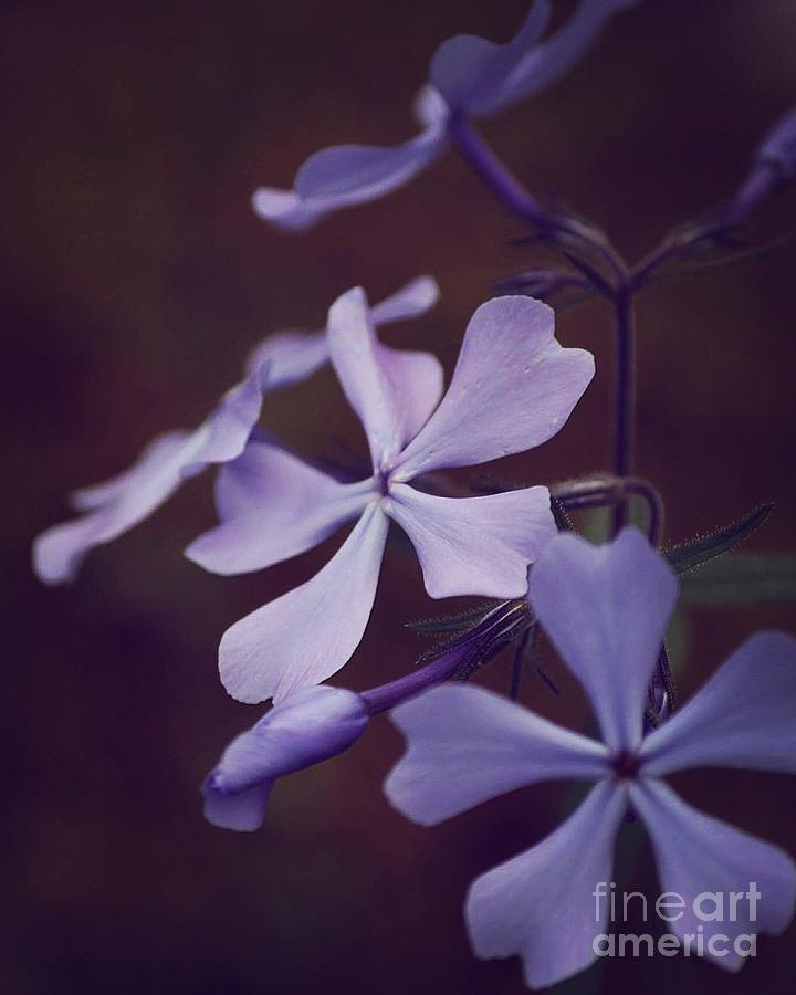 Flowers Still Life Photograph - Purple Wildflower by Jamie Kerns