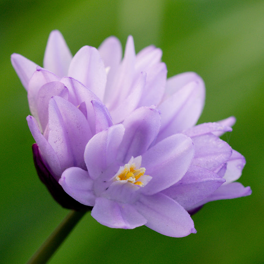 Purple wildflower Photograph by Joan Baker