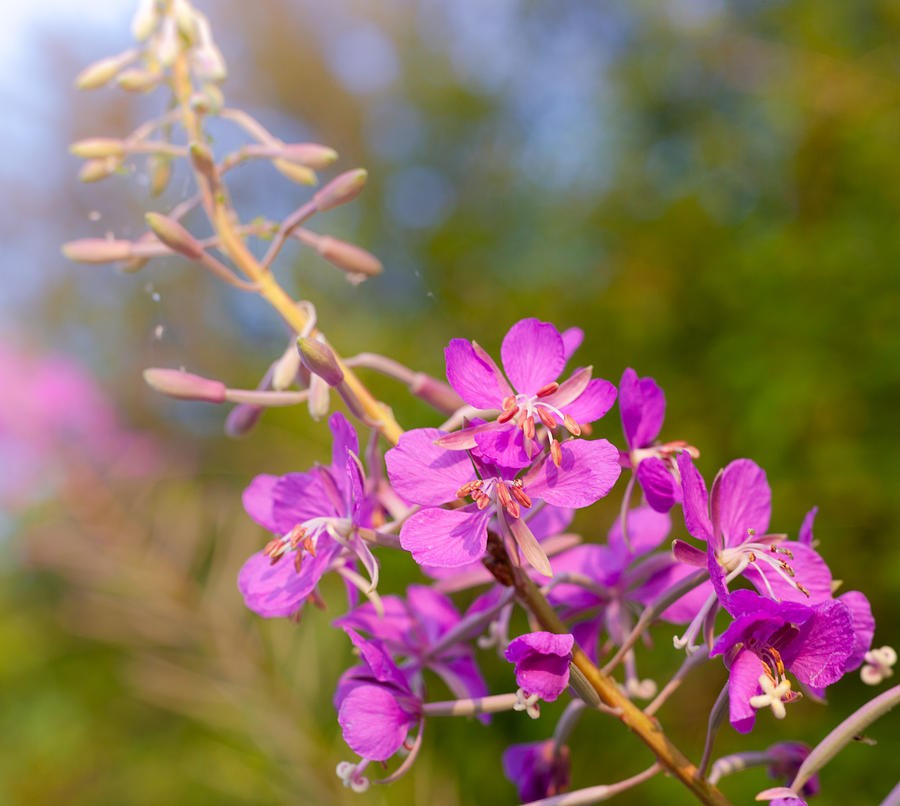 Purple Wildflower Photograph by Judy Wright Lott