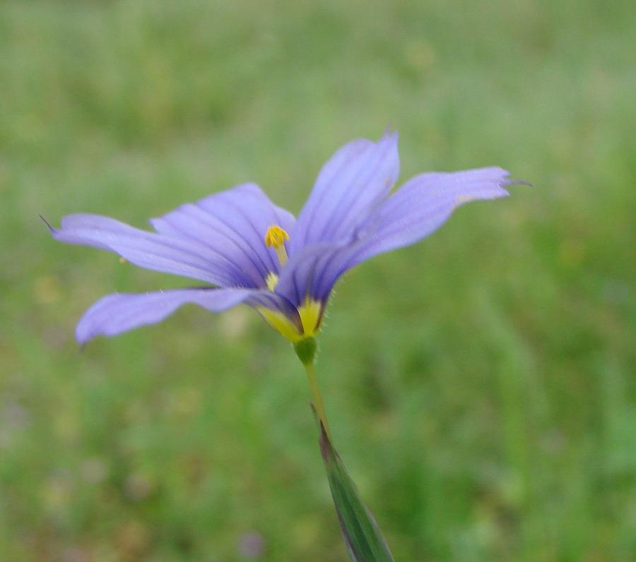 Purple Wildflower Photograph by Liz Vernand