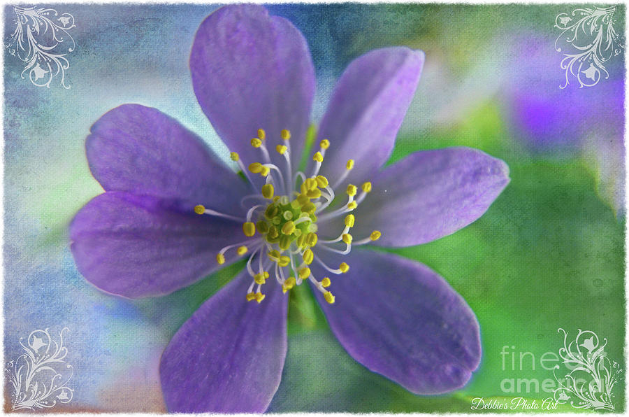 Purple Wildflower with white frame and decorations Photograph by Debbie Portwood