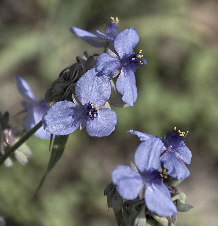 Purple Wildflowers Photograph by Judy Hall-Folde