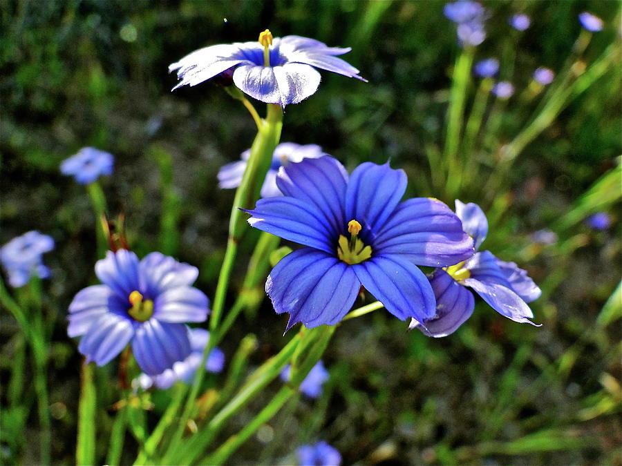 Purple Wildflowers Photograph by Liz Vernand