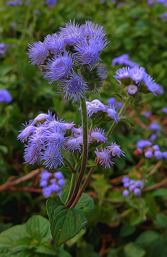 Purple Wildflowers Mixed Media by Pamela Walton