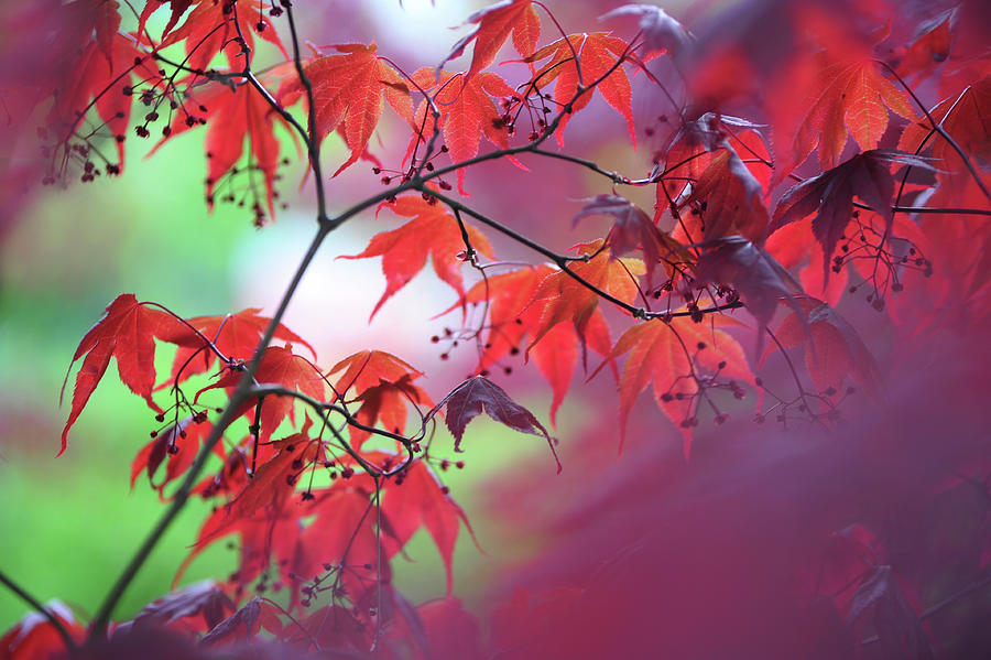 Purple Wind and Red Leaves Photograph by Jenny Rainbow
