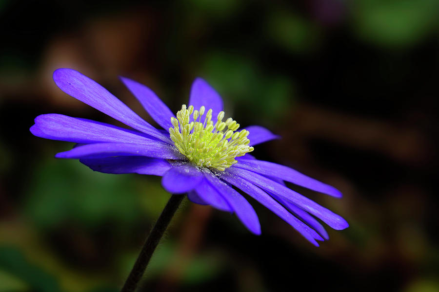 Purple windflower Photograph by Inge Riis McDonald