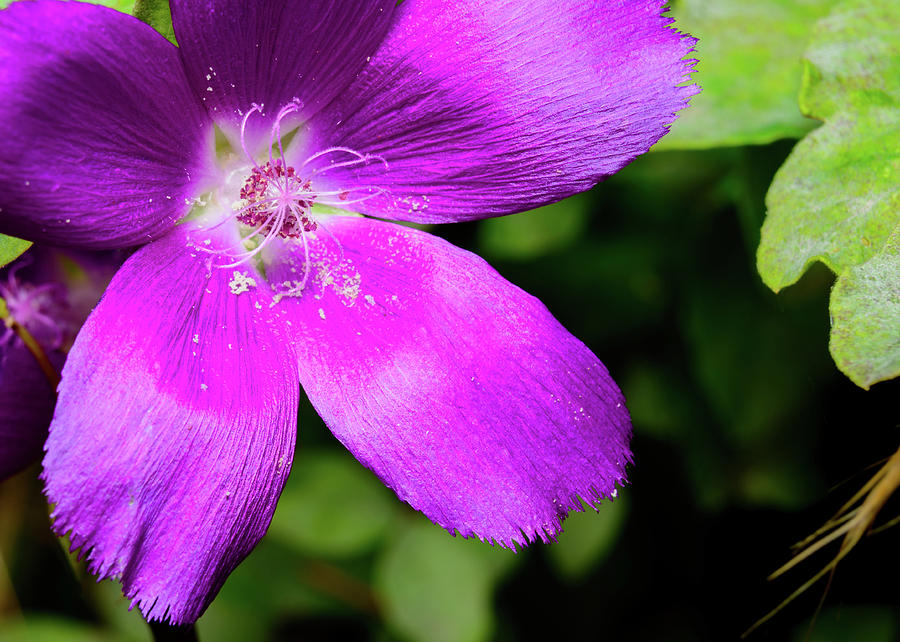 Purple Winecup Wildflower - callirhoe involucrata - open with Stamen ...