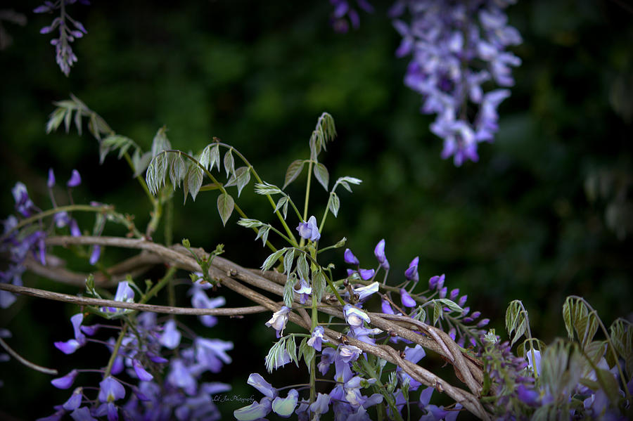 Purple Wisteria Bow Photograph by Jeanette C Landstrom