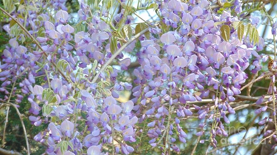 Flower Photograph - Purple Wisteria by Charlotte Gray