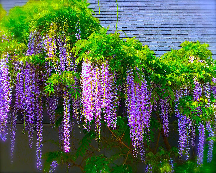 Purple wisteria flower drops Photograph by Wonju Hulse