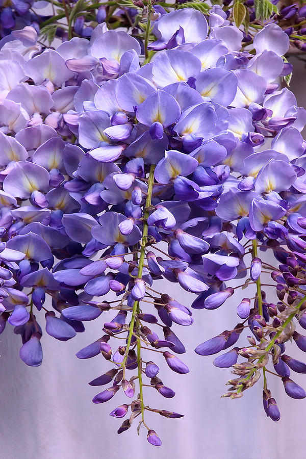 Purple Wisteria Flowers Photograph by Gill Billington