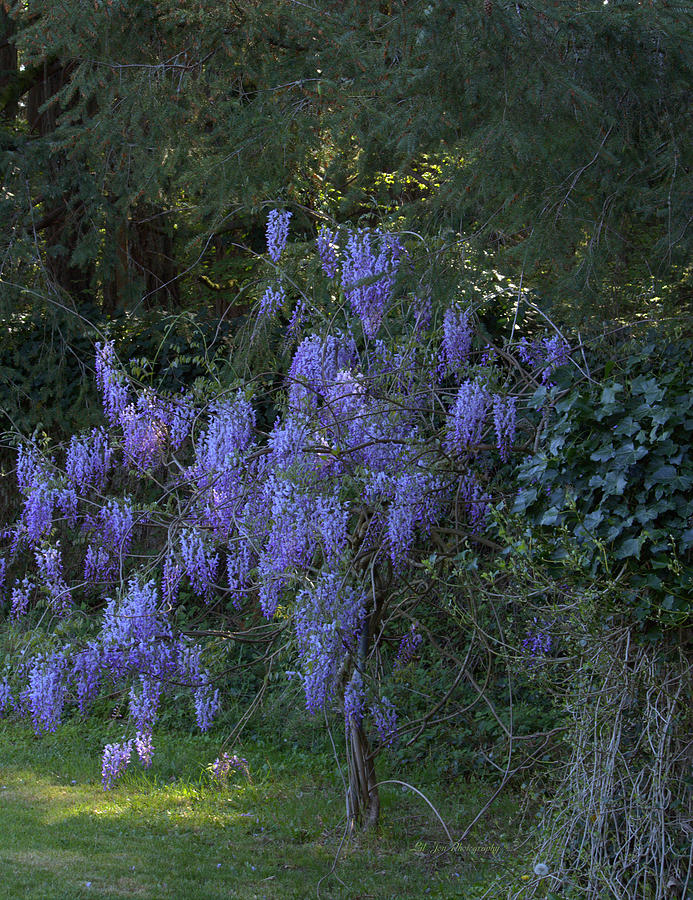 Purple Wisteria, Grape Ivy And Evergreens Photograph by Jeanette C Landstrom