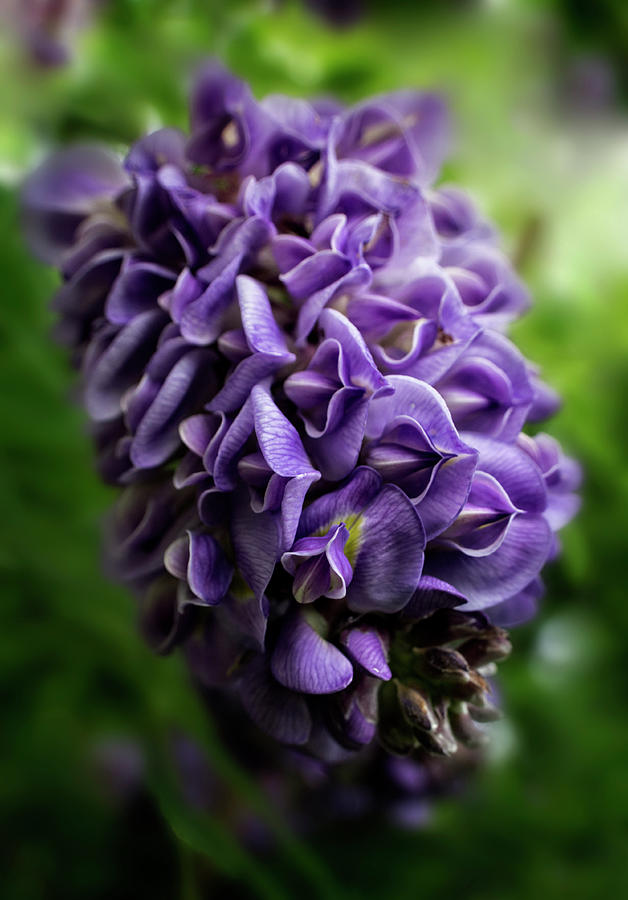 Flowers Still Life Photograph - Purple Wisteria by Greg and Chrystal Mimbs