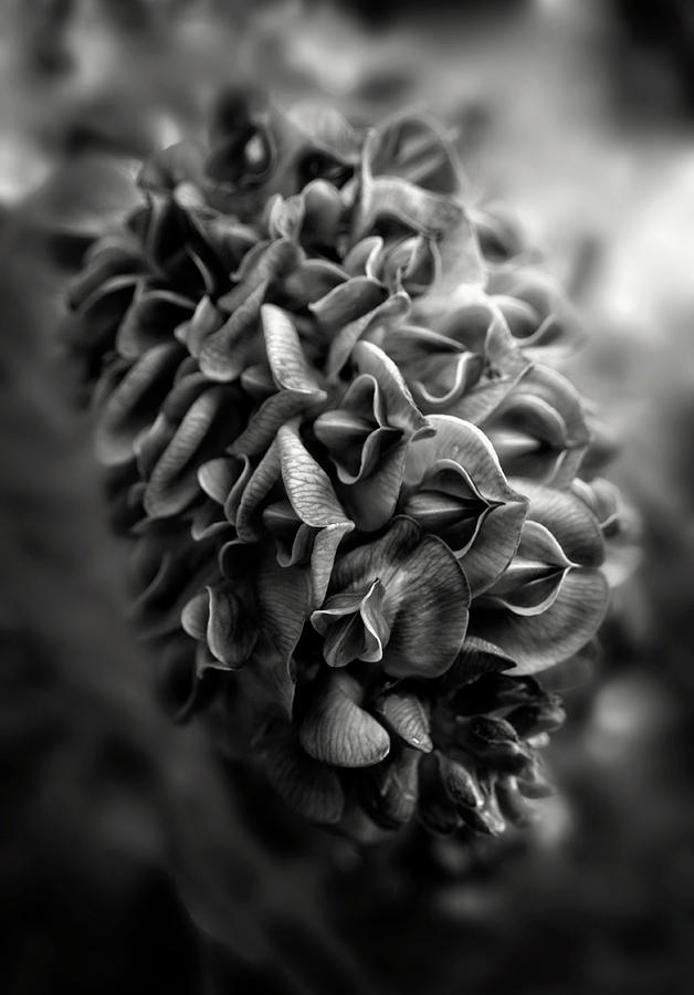 Flowers Still Life Photograph - Purple Wisteria In Black and White by Greg and Chrystal Mimbs