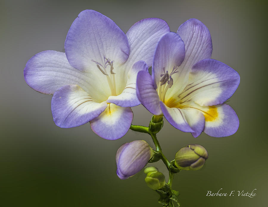 Rain Lily Photograph - Purple with white and yellow by Barbara Vietzke