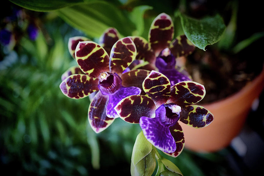 Purple with Yellow Phalaenopsis Orchid Photograph by Kenneth Roberts