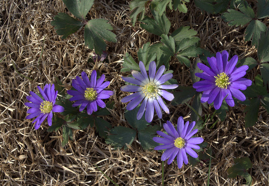 Flowers Photograph - Purple Yard Flowers by Liz Allyn