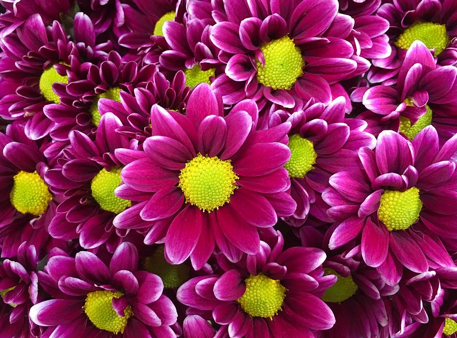 Purple Yellow Flowers Photograph by Lawrence S Richardson Jr