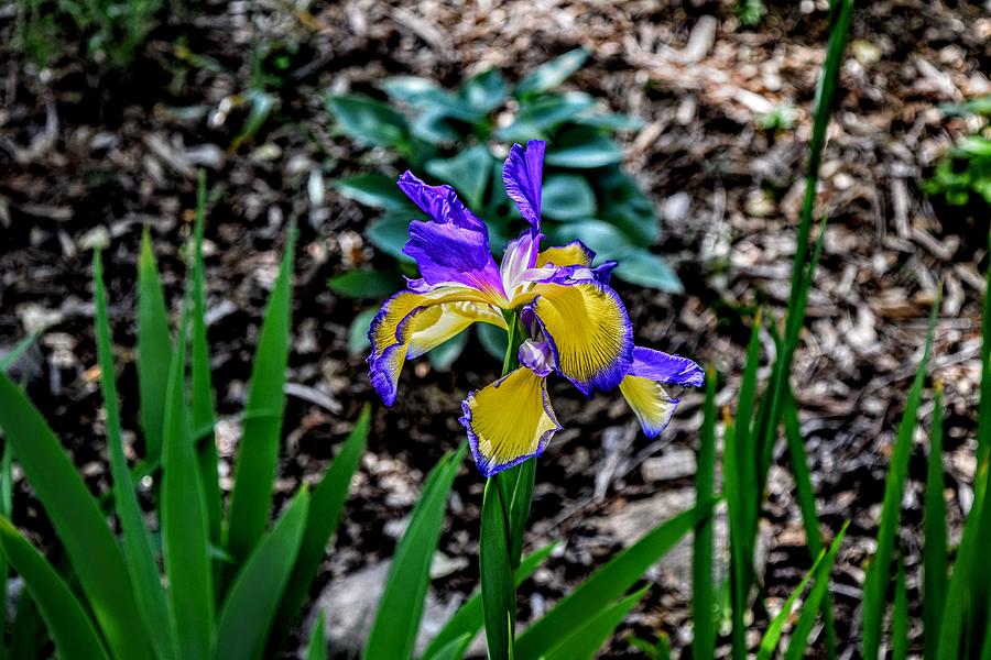 Purple Yellow Iris Photograph by Michael Brungardt