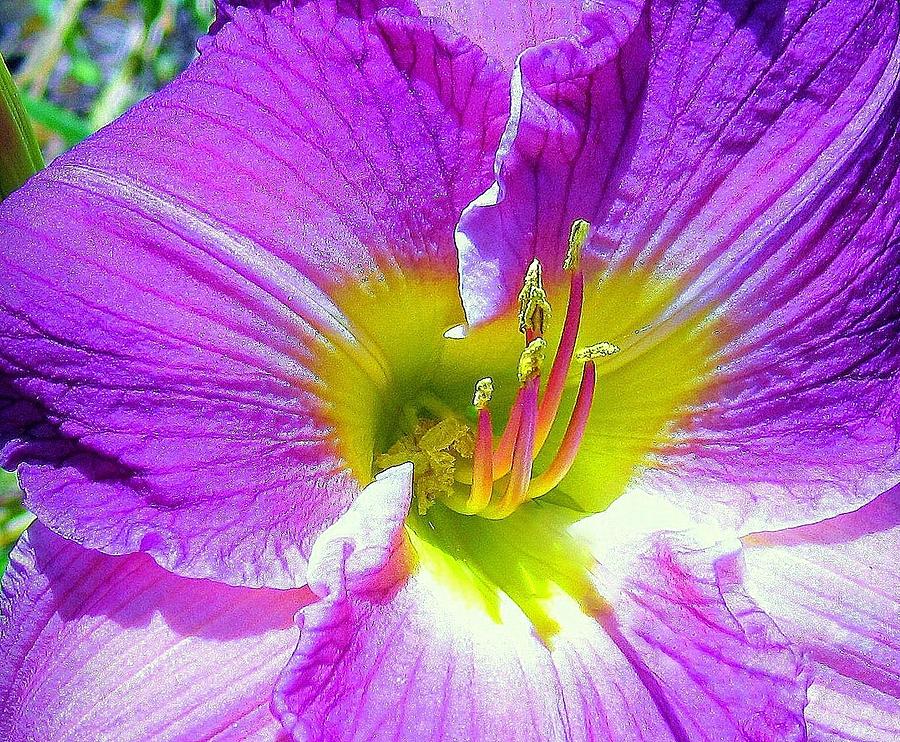 Flower Photograph - Purple/yellow macro by Bonita Brandt