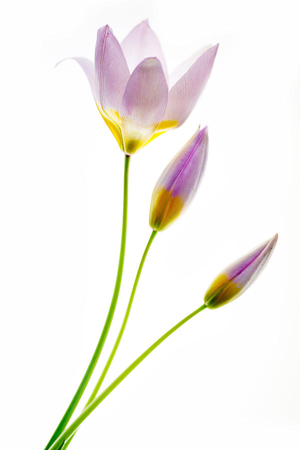 Flower Photograph - Purple Yellow Tulips 3 by Rebecca Cozart