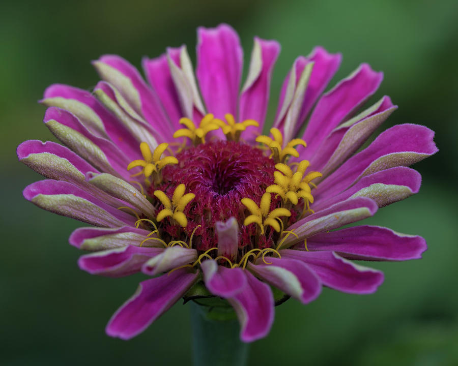 Summer Photograph - Purple Zinnia Bloom by Jurgen Lorenzen