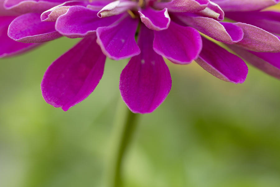 Purple Zinnia blossom  Photograph by Marina Kojukhova
