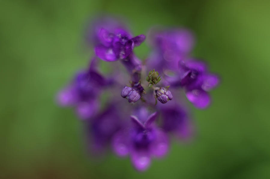 Purple Perennial Flower Photograph by Marilyn Wilson