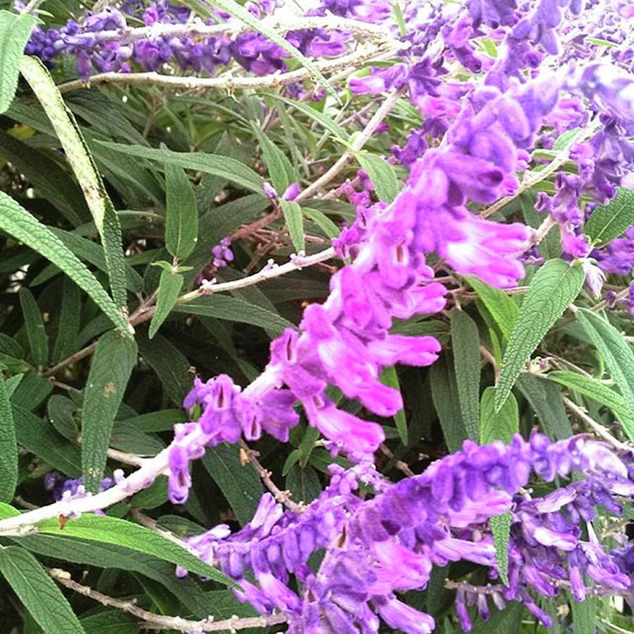 Purpleflowers Photograph - #purpleflowers #flowerstagram by Jt Space