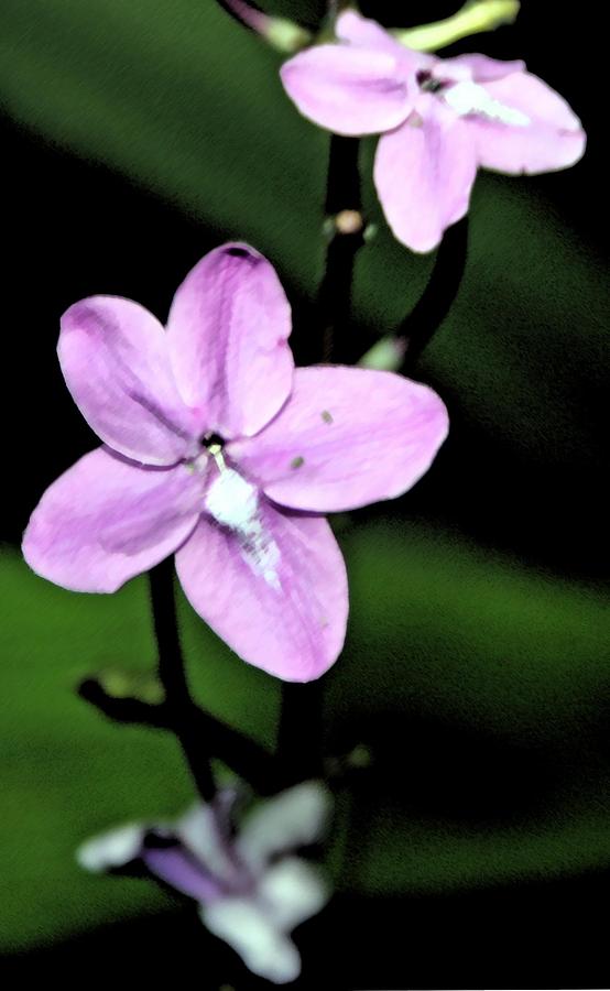Purpleita Photograph by Rodger Mansfield