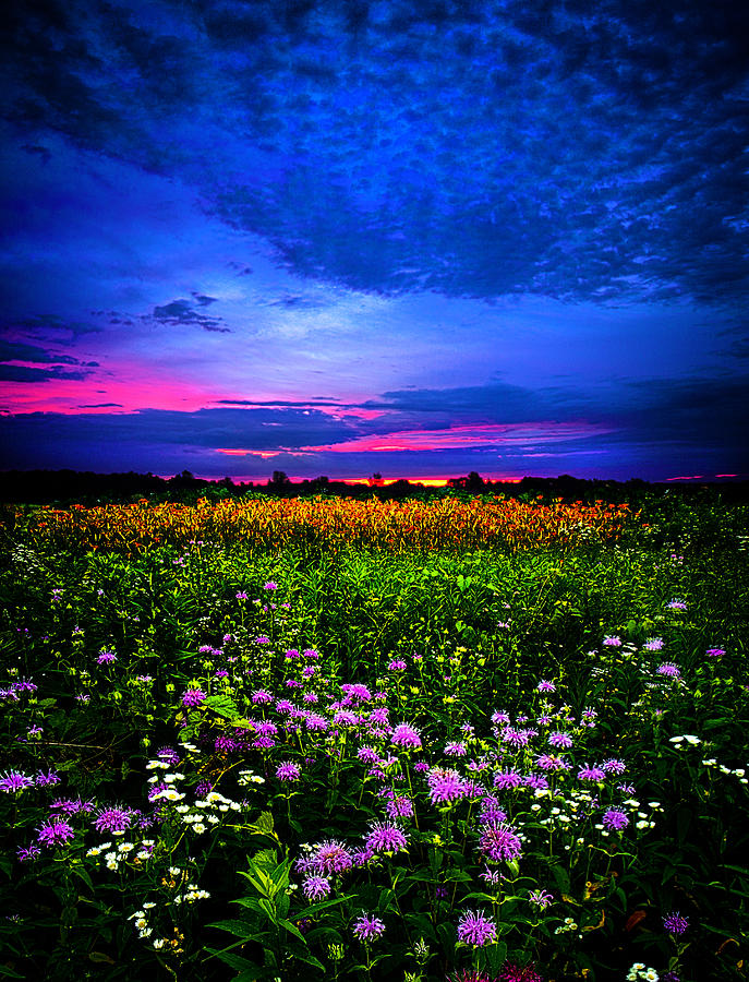 Landscape Photograph - Purples by Phil Koch